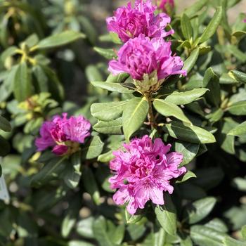 Rhododendron catawbiense 'Roseum Elegans' (300303)