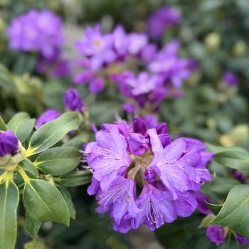 Rhododendron catawbiense 'Purpureum Elegans' 