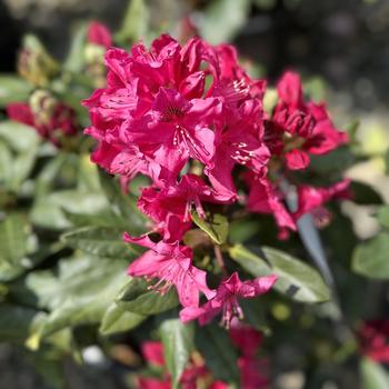 Rhododendron 'Nova Zembla' 