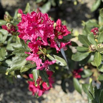 Rhododendron 'Nova Zembla' 