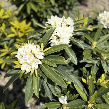 Rhododendron David Leach hybrid 'Capistrano' (300310)
