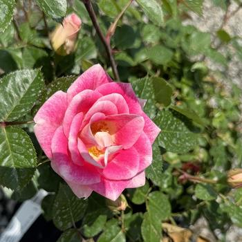 Rosa 'Whimsy™' PP24742