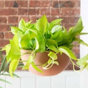Epipremnum aureum 'Neon' 