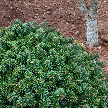 Abies koreana 'Cis' 