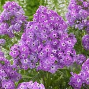 Phlox paniculata 'Goliath' 