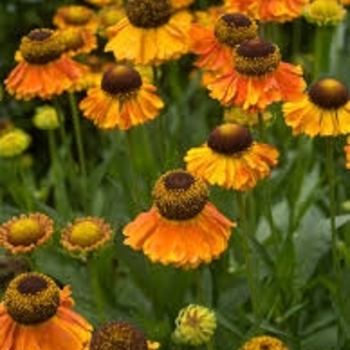 Helenium 'Mardi Gras' 