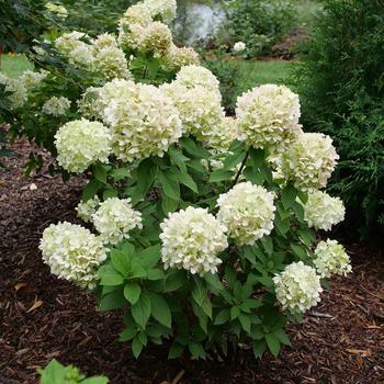 Hydrangea paniculata 'SMNHPLK' PPAF
