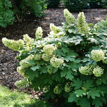 Hydrangea quercifolia 'Gatsby Glow Ball®' 