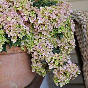 Hydrangea 'WNHYDFBPBMH' PPAF