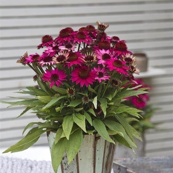 Echinacea 'Petite Burgundy' 