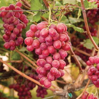 Vitis 'Canadice' 