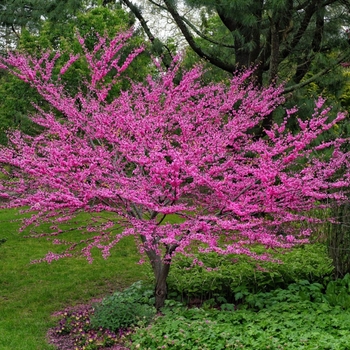 Cercis canadensis 'Minnesota Strain' 