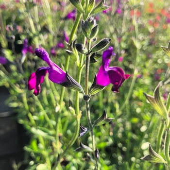 Salvia greggii 'Amethyst Lips' 