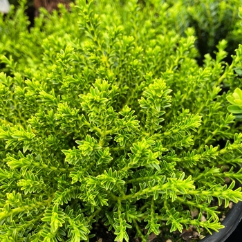Hebe 'Mckeanii' 