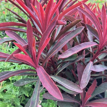 Euphorbia 'Miner's Merlot' 