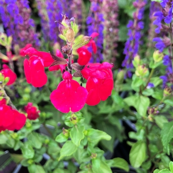 Salvia microphylla 'Free Speech' 