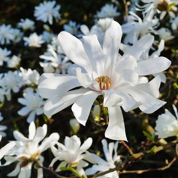 Magnolia stellata 'Royal Star' 