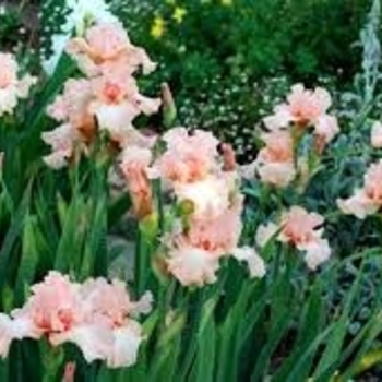 Iris germanica 'I Pink I Can' 