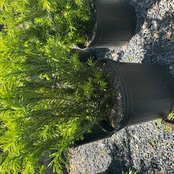 Cephalotaxus harringtonia 'Duke Gardens' 