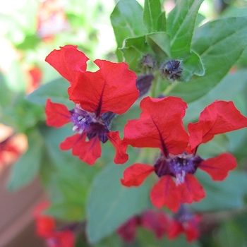 Cuphea llavea