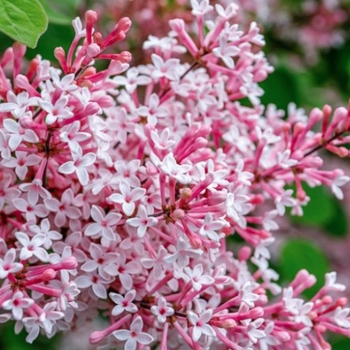 Syringa 'Josee' 