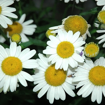 Leucanthemum x superbum 'White Mountain' 
