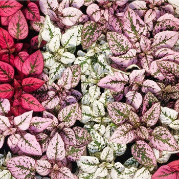 Hypoestes phyllostachya 'Splash Mix' 