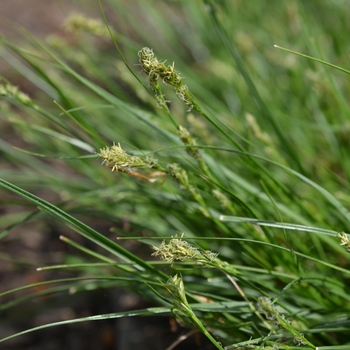 Carex texensis