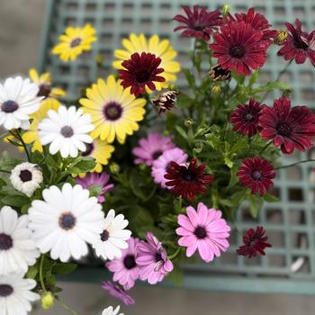 Osteospermum ecklonis