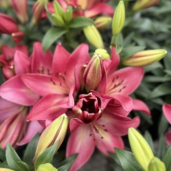 Lilium 'Summer Sky' 