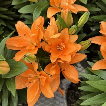 Lilium asiaticum Lily Looks 'Tiny Double Dutch' (300416)