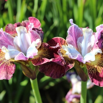 Iris sibirica 'Painted Woman™' USPP31420P2
