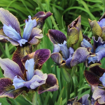 Iris sibirica 'Black Joker' PP18434P2