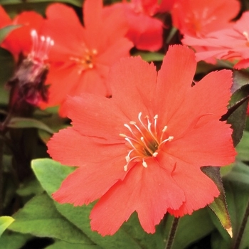 Lychnis sieboldii 'Lipstick' PP26243
