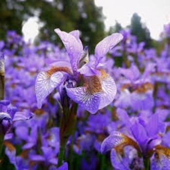 Iris germanica 'Prince of Burgundy' 
