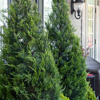 Juniperus chinensis 'Hetzii Columnaris' 