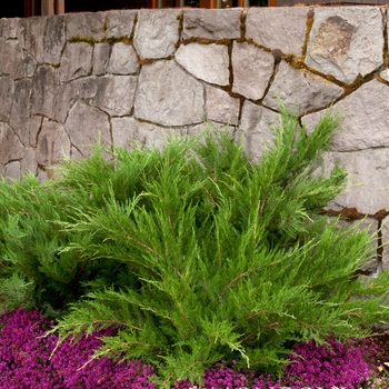 Juniperus chinensis 'Mint Julep®' PP20,743