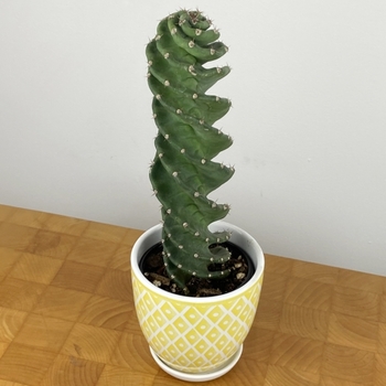 Cereus forbesii 'Spiralis'