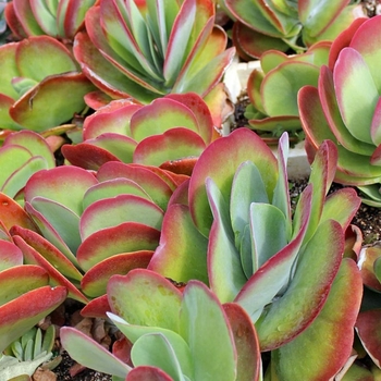 Kalanchoe thyrsiflora 'Desert Rose' 