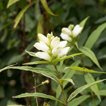Chelone glabra 'Black Ace' 