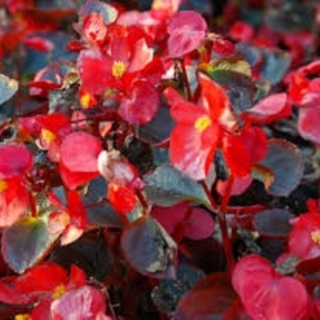 Begonia semperflorens