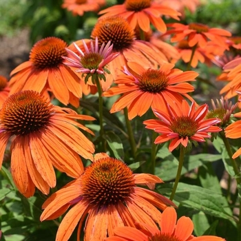 Echinacea purpurea