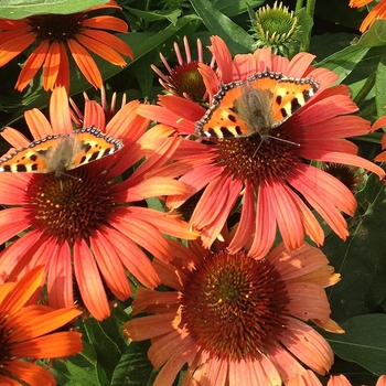 Echinacea 'Orange Skipper' PPAF