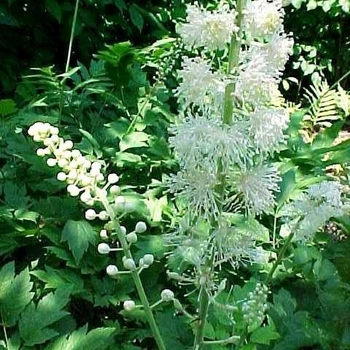 Actaea racemosa