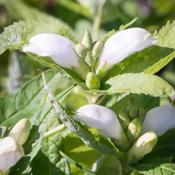 Chelone obliqua 'Alba' 