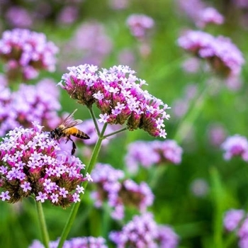 Verbena bonariensis 'Lollipop' 