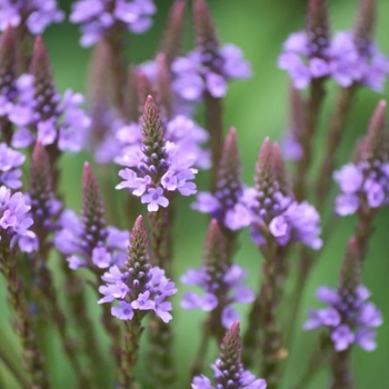 Verbena hastata