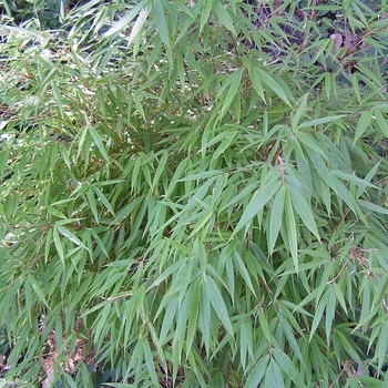 Fargesia rufa