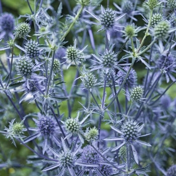 Eryngium planum 'Blue Hobbit' 