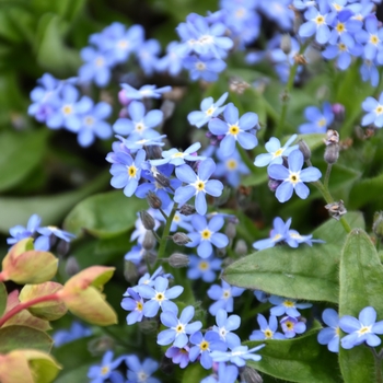 Myosotis sylvatica 'Mon Amie Blue' 